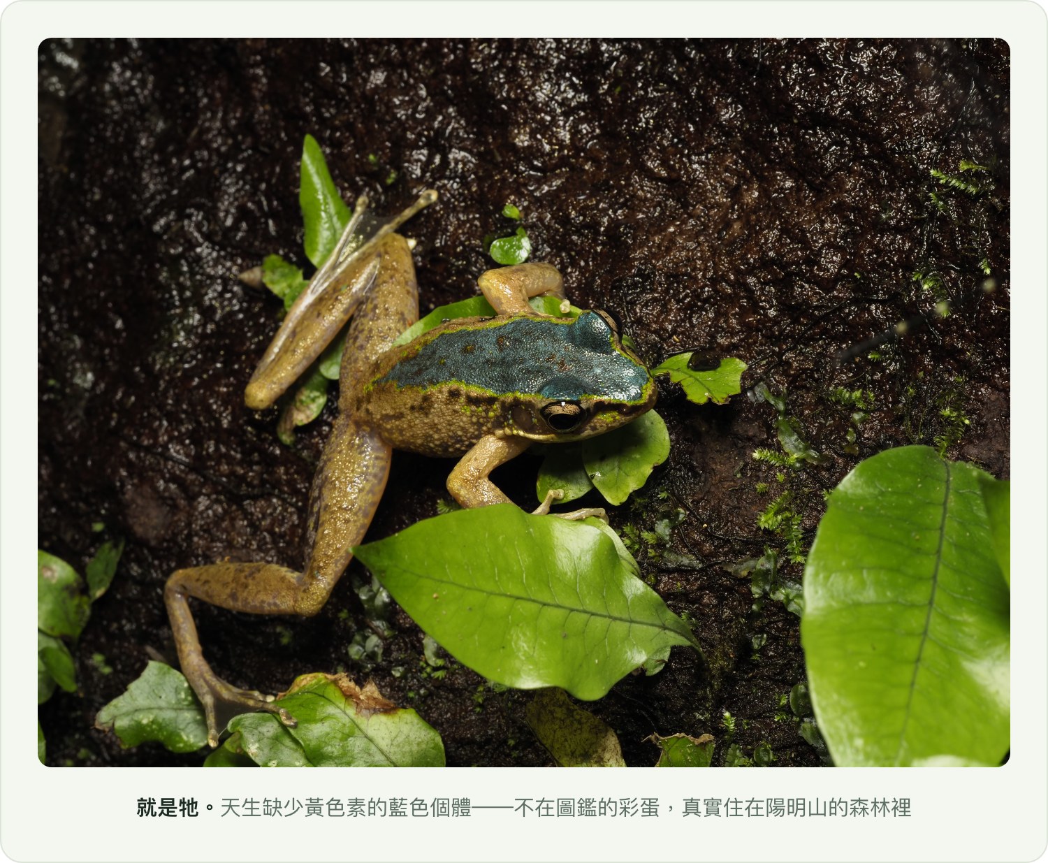 藍色個體特寫：天生缺少黃色素的色違青蛙