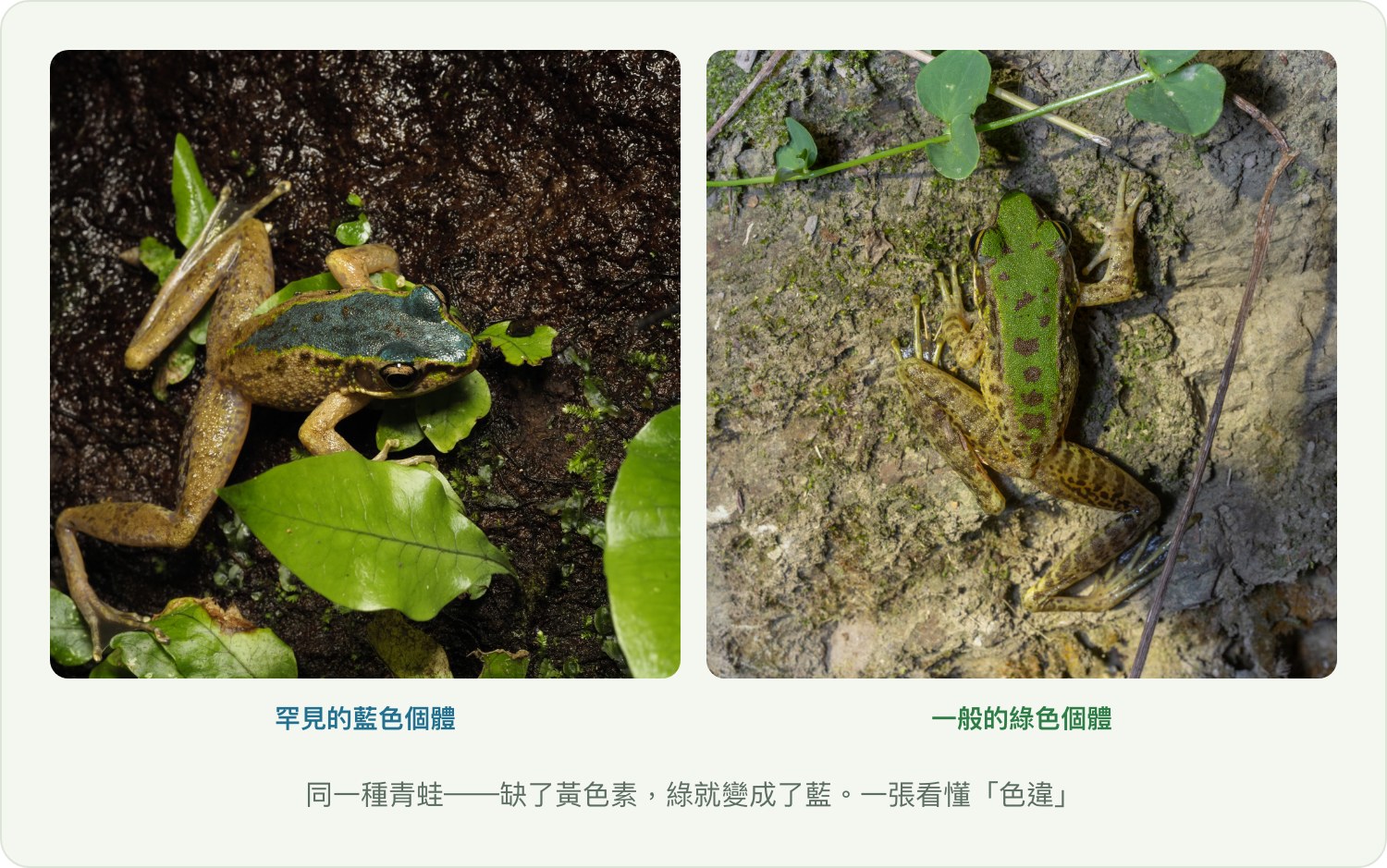 藍色個體與一般綠色個體對照