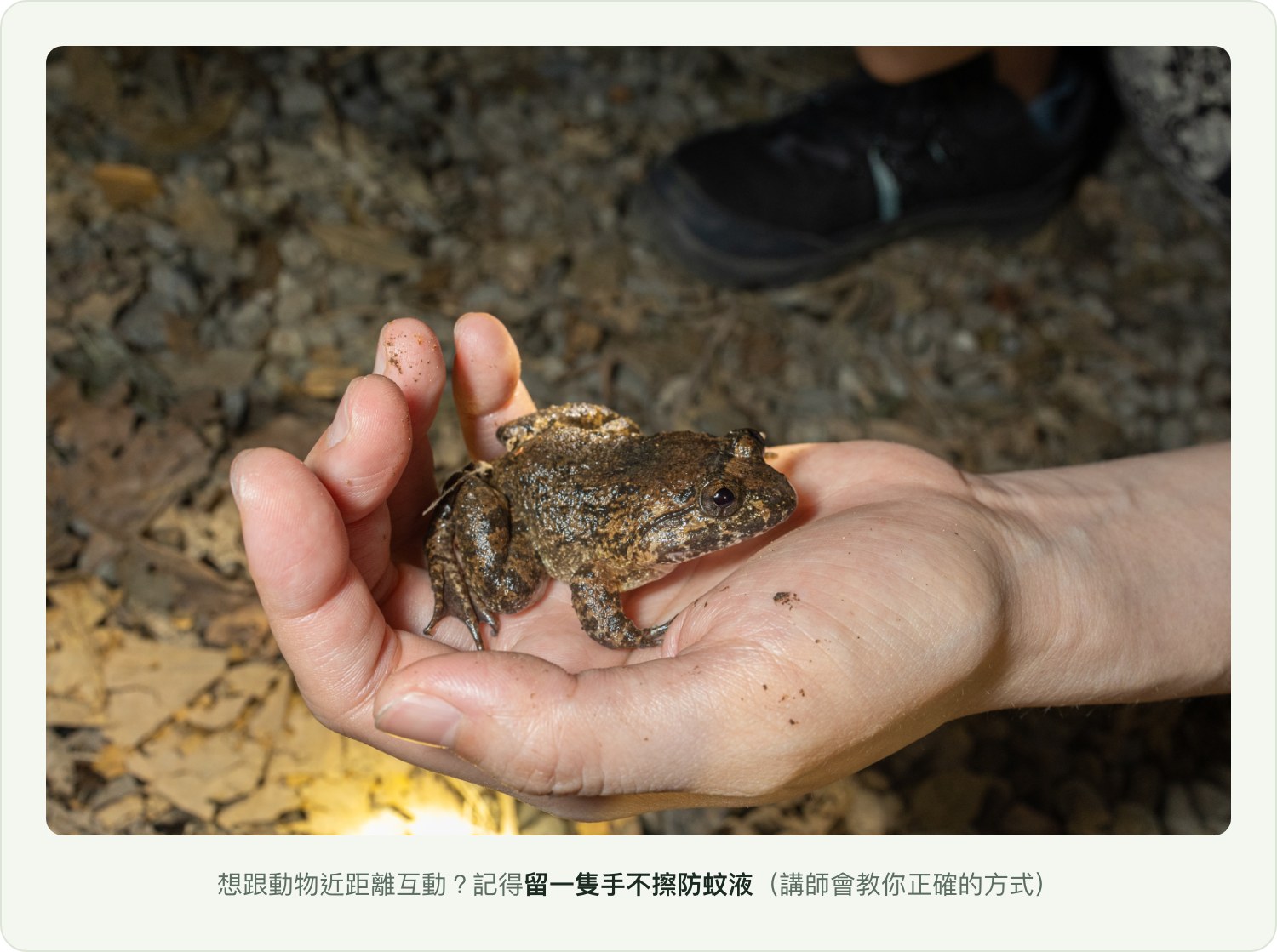 想跟動物互動？留一隻手不擦防蚊液