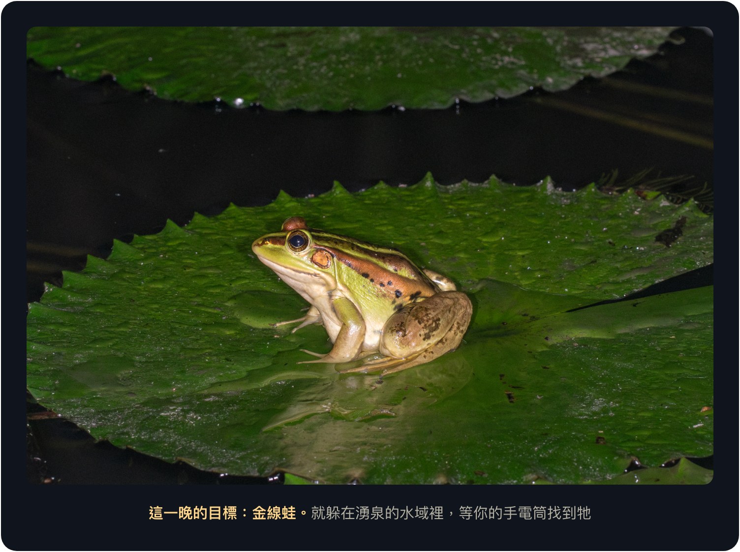 這一晚的目標金線蛙：躲在湧泉水域等你找到牠