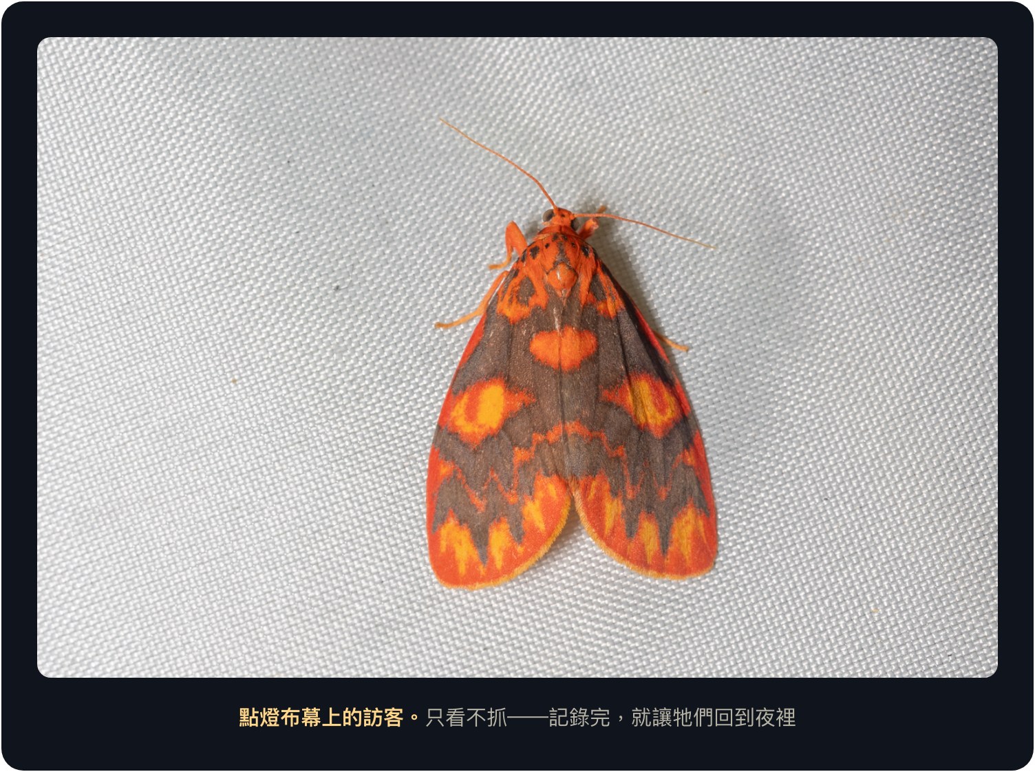 點燈布幕上的訪客：只看不抓，記錄完就讓牠們回到夜裡