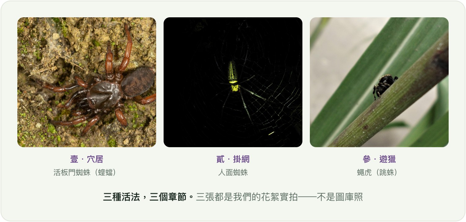 三種活法三個章節:穴居的活板門蜘蛛、掛網的人面蜘蛛、遊獵的蠅虎