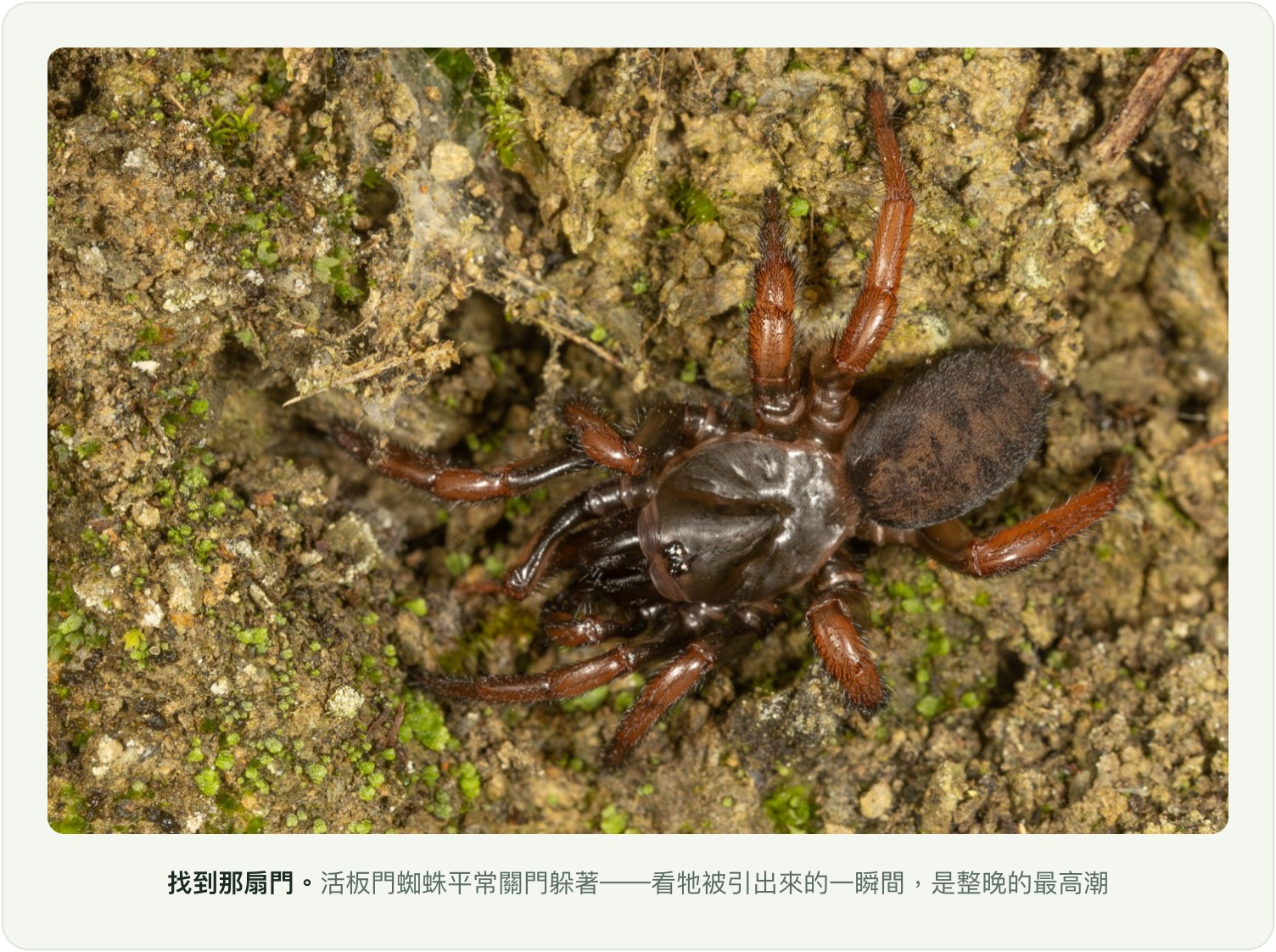 找到那扇門:活板門蜘蛛特寫