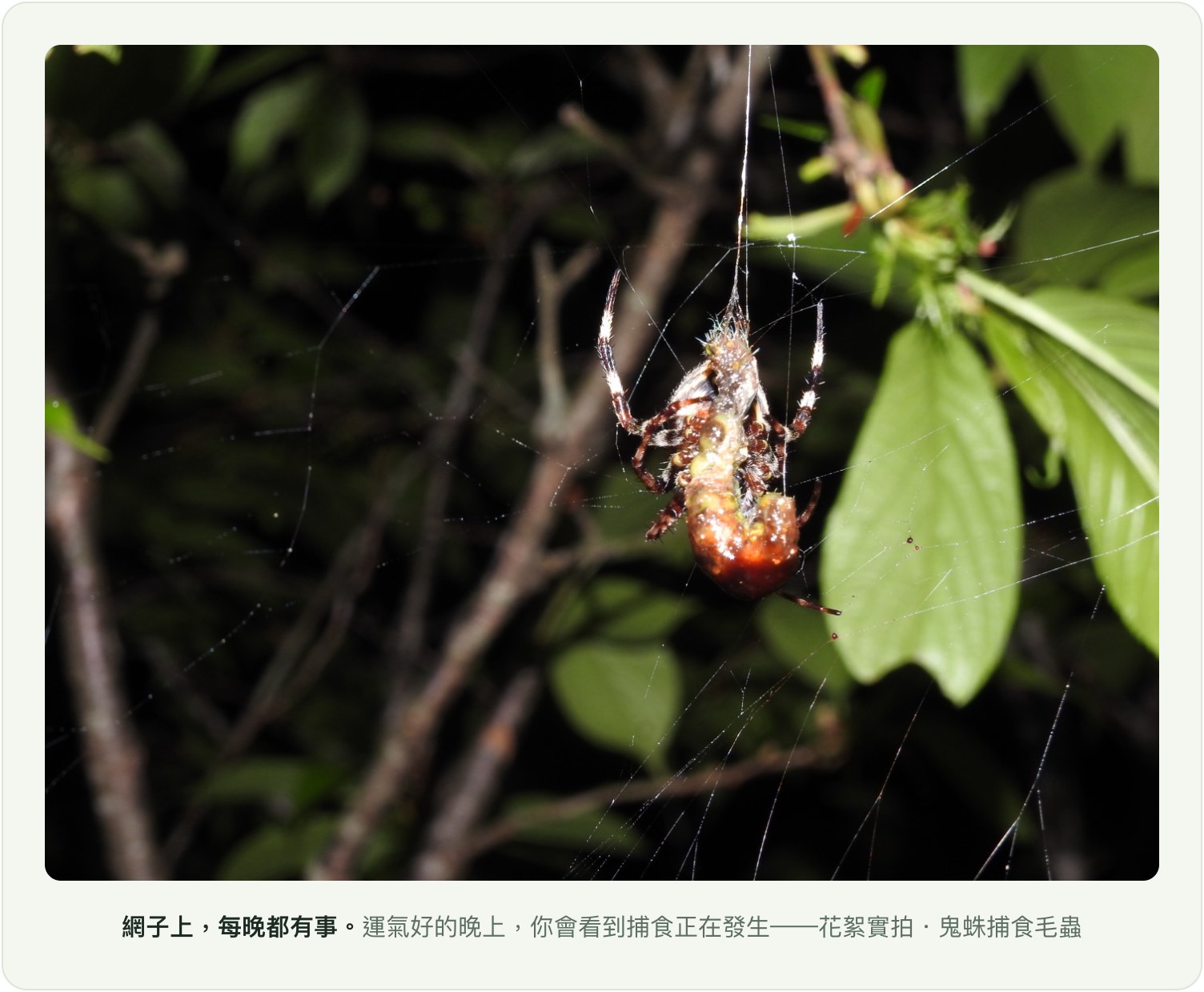 網子上每晚都有事:鬼蛛捕食毛蟲花絮實拍
