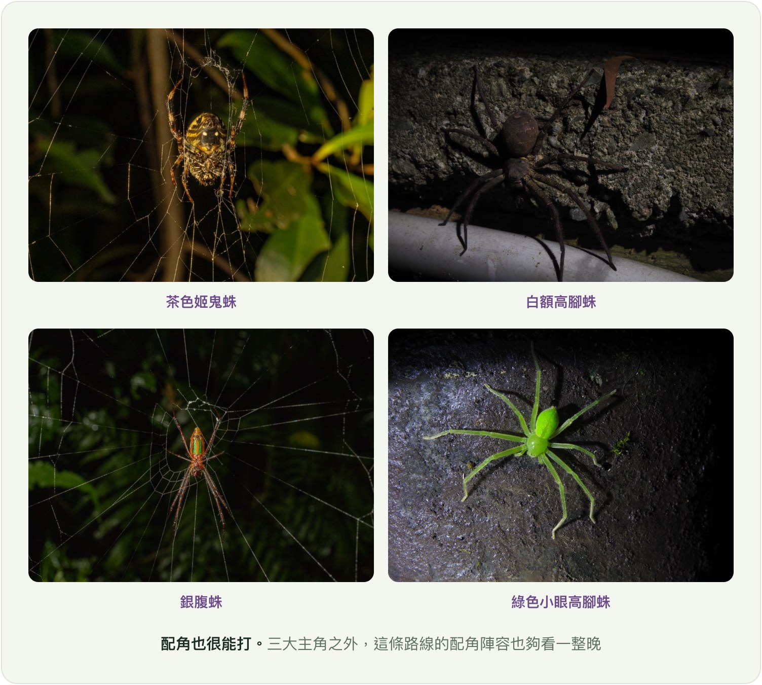 配角也很能打:茶色姬鬼蛛、白額高腳蛛、銀腹蛛、綠色小眼高腳蛛