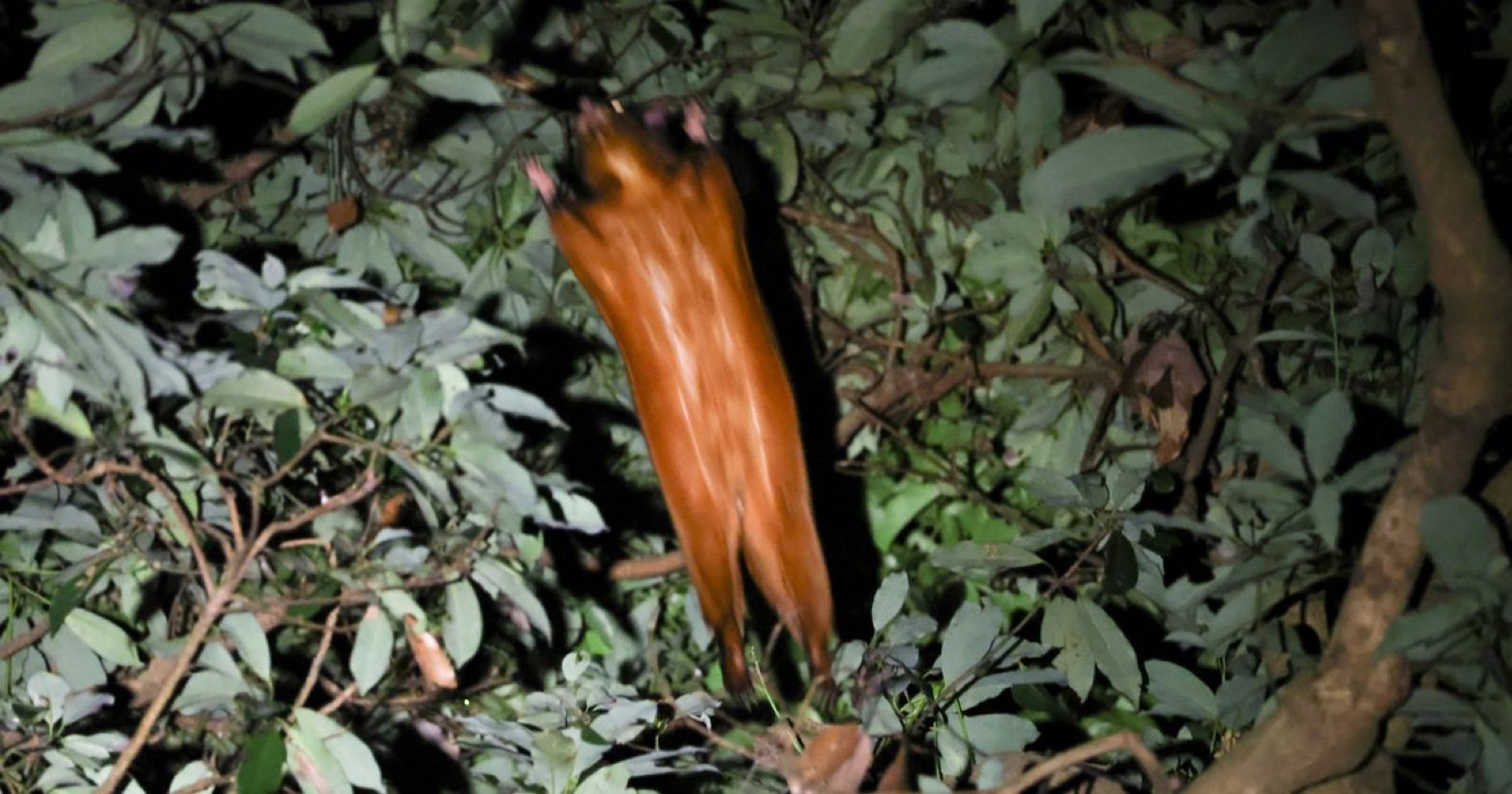 大赤鼯鼠