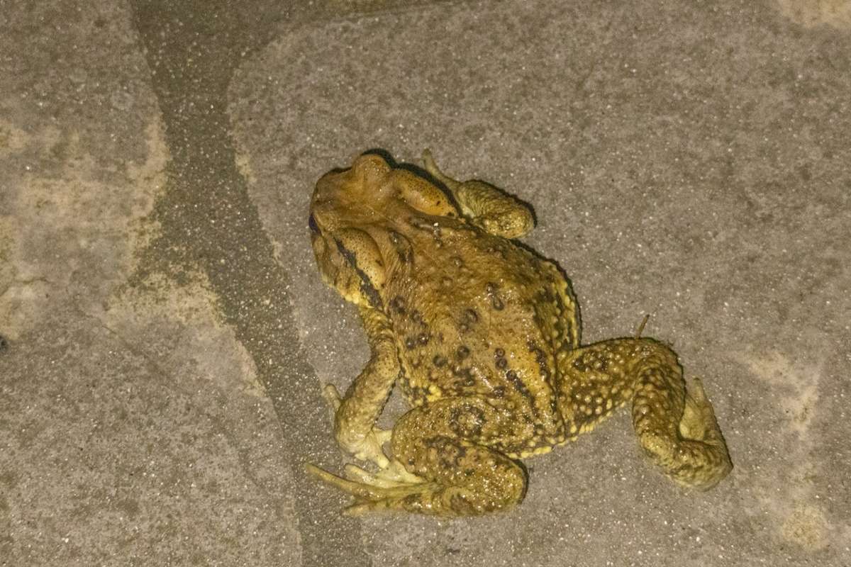 盤古蟾蜍