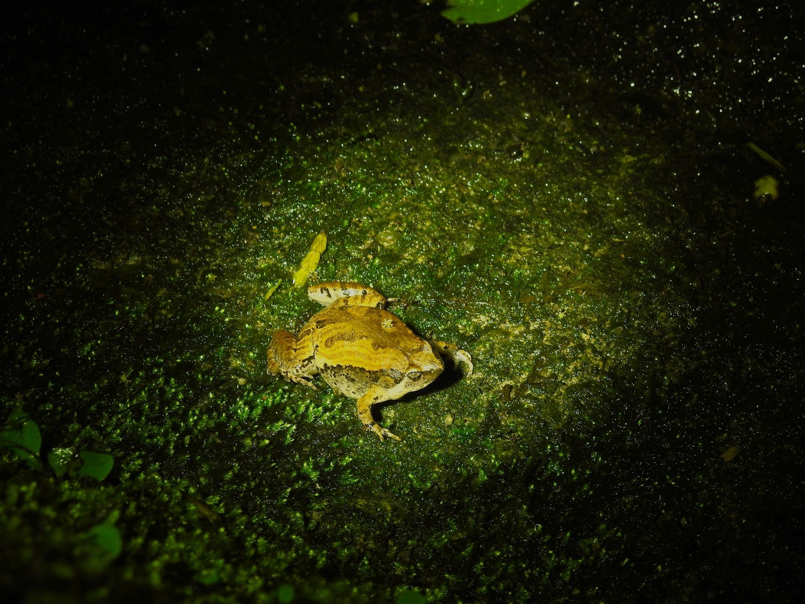 小雨蛙