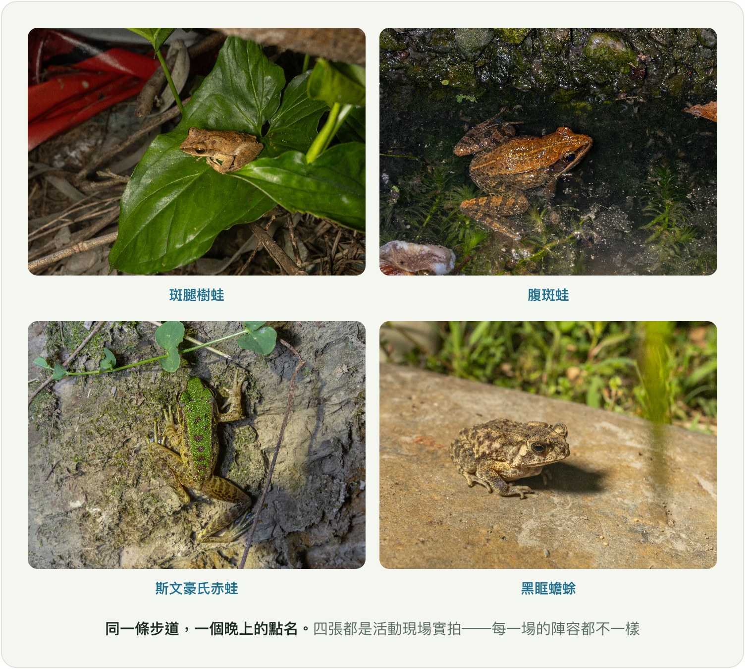 同一條步道一個晚上的點名：斑腿樹蛙、腹斑蛙、斯文豪氏赤蛙、黑眶蟾蜍