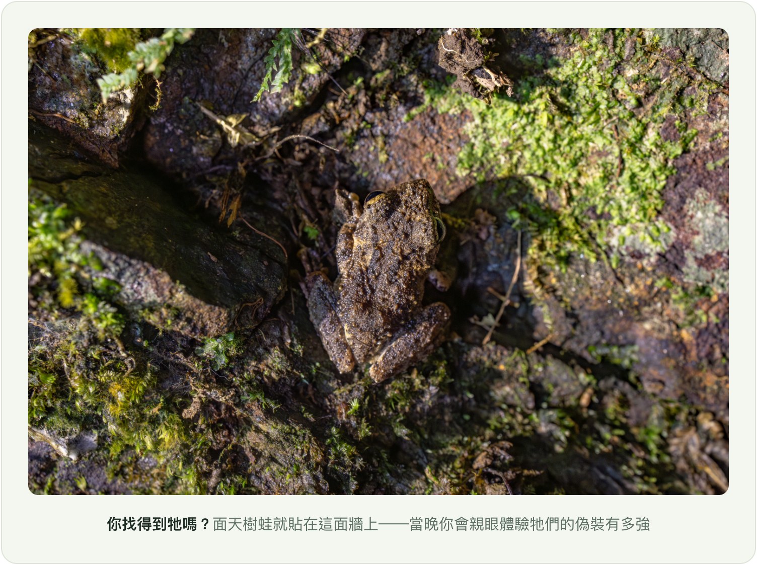 你找得到牠嗎？偽裝中的面天樹蛙